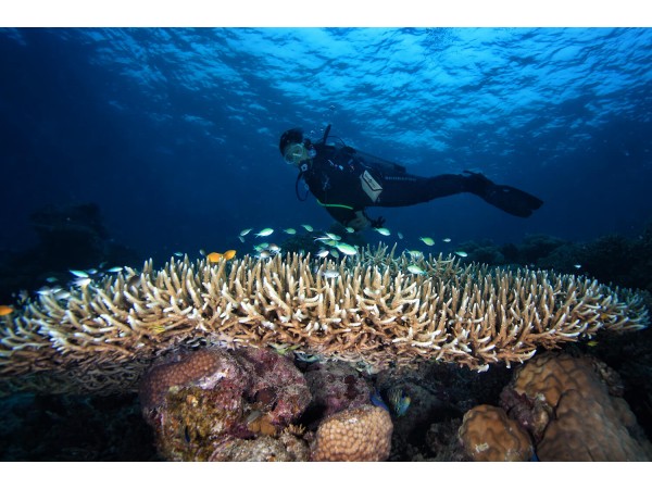 FUN DIVE:(FOR CERTIFIED DIVERS)